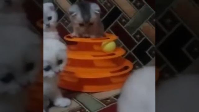 Шотландские вислоухие котята, окраса серебристая шиншилла. Котятам 38 дней.