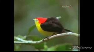 Подборка птицы танцуют)))