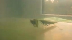 Как охотится богомол  БОГОМОЛ ВИДЕО  Богомол самка или самец КАНАЛ ПРО ЖИВОТНЫХ @SlivkiShow