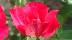 Роза Ги Савой