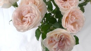 Prince Jardinier Garden Roses