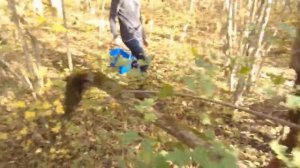 Сбор осенних опят в Краснодарском крае! Опята в лесах Кубани! Осенние опята! Удачная грибалка!