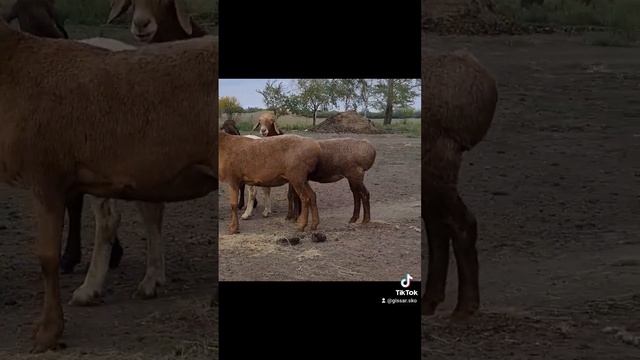 Годовалые ярки породы Гиссар. Петропавловск.#sheep #арашан #гиссар #овцы #животные #обзор #Тайынша