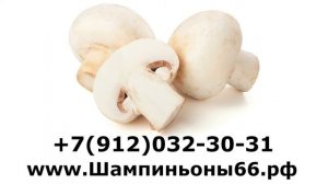 Шампиньоны: Цена за 1 килограмм (кг) оптом и в розницу в Екатеринбурге и Свердловской области
