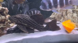 800 литров, домашний аквариум с фронтозами