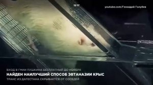 Найден наилучший способ эвтаназии крыс