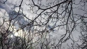 Схема посадки грецкого ореха. На каком расстоянии сажать орех?