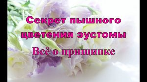 СЕКРЕТ ПЫШНОГО ЦВЕТЕНИЯ ЭУСТОМЫ. ВСЁ О ПРИЩИПКЕ