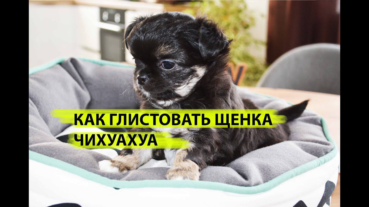 Как глистогонить чихуахуа, глистуем щенка чихуахуа.