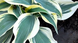 Листья хосты Блу Айвори (лат. hosta Blue Ivory) #hosta #BlueIvory #хостаБлуАйворилистья