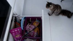 МЕЙН КУН Герда мяукает и просит кушать, сидя на столе о ужас