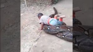 питон и мальчик