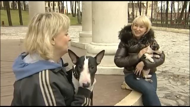 Бультерьеры смотреть онлайн