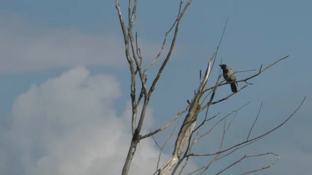 Ворона накаркала хороший клёв. Успенское. Москва река. Рыбак Андрей Николаев. смотреть онлайн