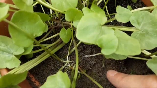 Сажаю орех | пересаживаю мох | сажу растение (болотное какое то вроде:) смотреть онлайн