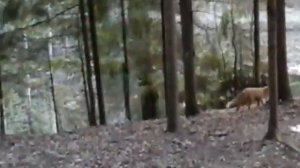 Лиса напала на собаку