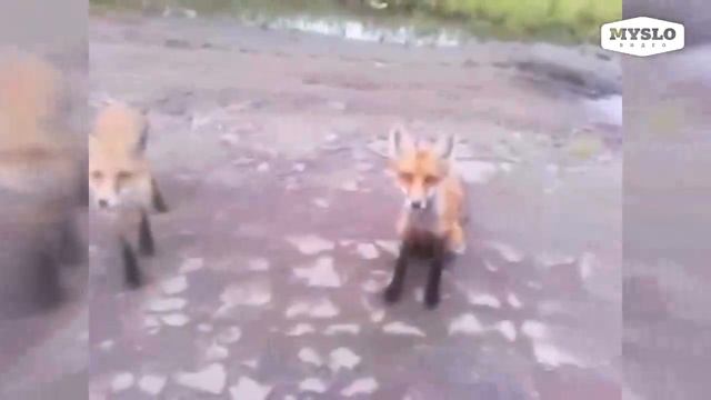 Лисицы в Новомосковске смотреть онлайн