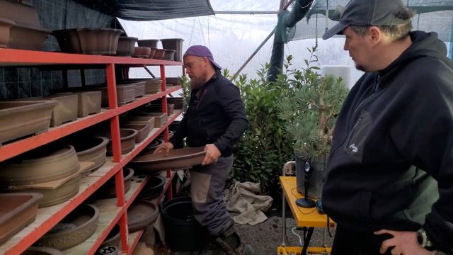 Исинская керамика для ваших деревьев бонсай уже в России Studio.Bonsai
