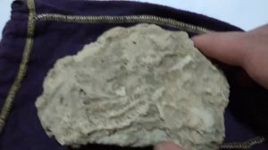 Палеонтология 0.1 
Неизвестный отпечаток