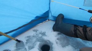 Сумасшедшая раздача окуня на блесну и балду зимой! Ловля со льда 30.01.2022г Монтаж и техника ловли