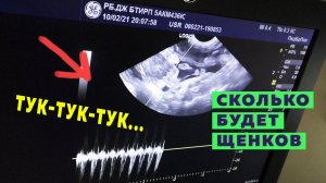 УЗИ. Сколько щенков. Вес шпица Бэллы. Какие витамины давать беременной собаке. Примерный срок родов