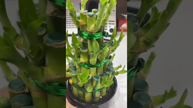 Lucky Bamboo 🌱