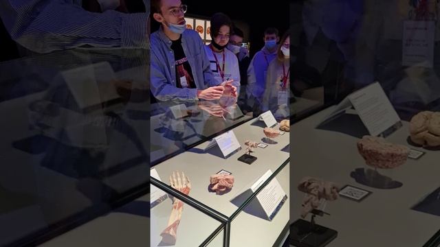 Анатомическая выставка Мир Тела (BodyWorld)