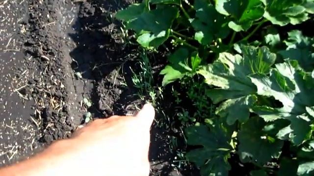 Как РАСТУТ ОГУРЦЫ ТАМ ГДЕ РОС ЧЕСНОК смотреть онлайн