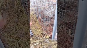 Поймали дикого хорька и отпускаем.