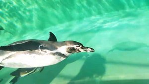 е какие красивые пингвины Гумбольдта 18 сентября 2021 г.