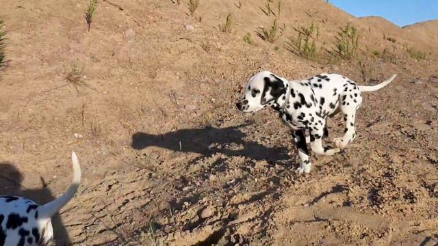 щенки далматина. Северная Соната смотреть онлайн