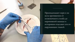 Приготовление нервно-мышечного препарата