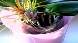 Тилландсия атмосферная. Часть 1✷My brand new, unusual flowers. atmospheric Tillandsia.mp4