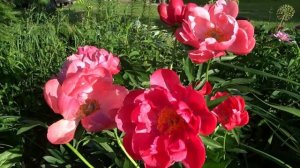Пион ЭЛЕН КАУЛИ ? Paeonia ELLEN COWLEY: обзор, описание, цветение, отзыв