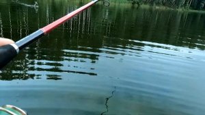 ЛОВЛЯ ЩУКИ НА ПОППЕР. РЫБАЛКА В ЗАБРОДАХ,