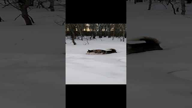 Умка-зимняя собачка