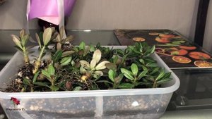 Адениум. Нам 2 месяца. От семян до сеянцев.