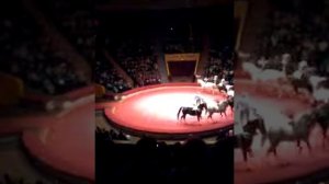 Лошади в ЦИРКЕ