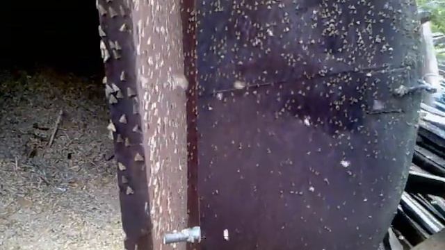 Радиоактивный Мотыль. XD смотреть онлайн