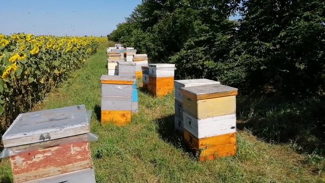 Пчеловодство 2021 засуха ставит на колени((( смотреть онлайн