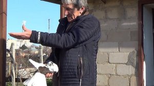 Мелитопольские голуби. В гостях у Анатолия Яковлевича Петрова