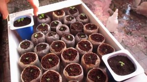 ЖИЗНЬ В ГЛУБИНКЕ / СЕСТРЫ ОРАНЖЕРЕЯ / РАССАДА  Цветов. №25. 2020г. Февраль.