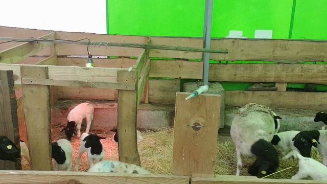 Чистокровные ягнята Дорпер/Е-селен, витаминизация, маркировка смотреть онлайн