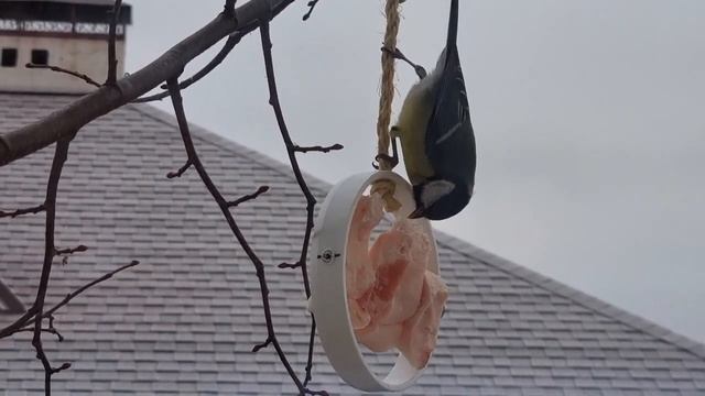 Подвес для сала. (кормушка для птиц) смотреть онлайн