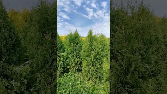 Туя Западная Пирамидалис Компакта / Thuja occidentalis Pyramidalis Compacta