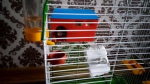 Крыса Дамбо Наш домашний питомец