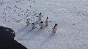 Пингвины гуляют по льду и прыгают в море в Антарктиде.