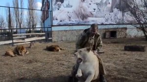 Белоснежная львица Герда и папа Олег встреча Тайган 1