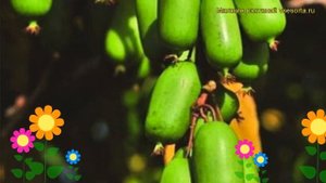 Актинидия аргута Джамбо. Краткий обзор, описание характеристик actinidia arguta Jumbo