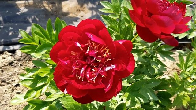 Пионовый калейдоскоп! Часть 2 / Сад Ворошиловой смотреть онлайн